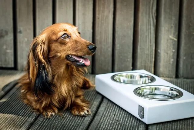 Bowl and Bone Jasmine Double Dog Feeder