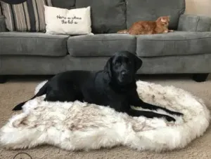 Cozy Dog Memory foam Matt