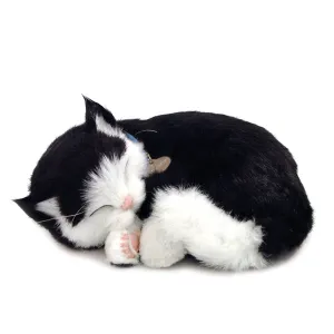 Shorthair Black and White Kitten Lg